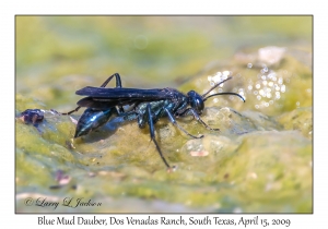 Blue Mud Dauber