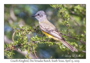 Couch's Kingbird