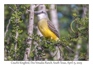 Couch's Kingbird