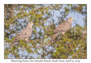 Mourning Doves