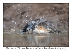 Black-crested Titmouse