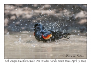 Red-winged Blackbird, male