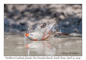 Northern Cardinal, female