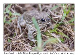 Texas Toad