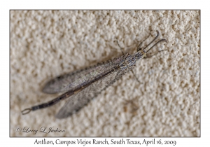 Antlion