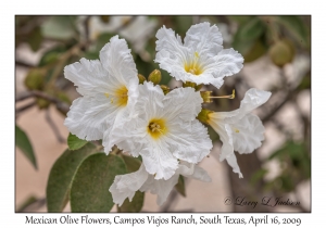 Mexican Olive Flowers