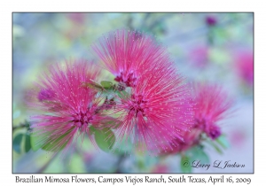 Brazilian Mimosa Flowers