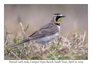 Horned Lark, male