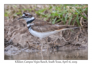 Killdeer