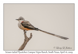 Scissor-tailed Flycatcher