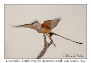 Scissor-tailed Flycatcher