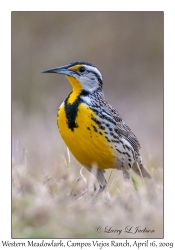 Western Meadowlark