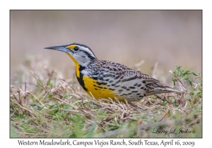 Western Meadowlark