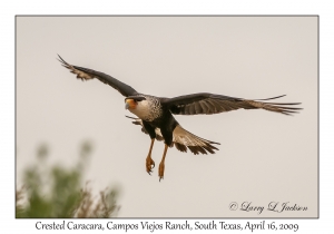 Crested Caracara