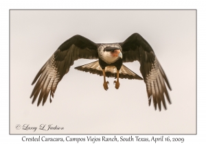 Crested Caracara