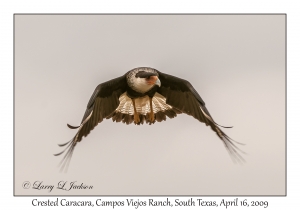 Crested Caracara