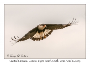 Crested Caracara