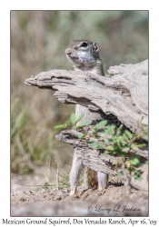 Mexican Ground Squirrel