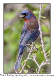 Varied Bunting, breeding male