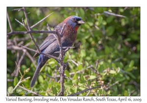 Varied Bunting, breeding male