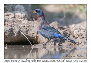 Varied Bunting, breeding male