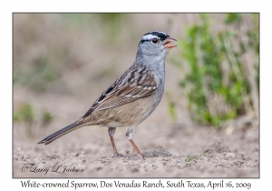 White-crowned Sparrow