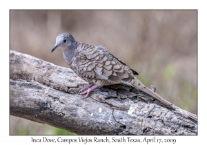 Inca Dove