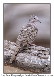 Inca Dove