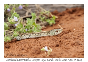 Checkered Garter Snake