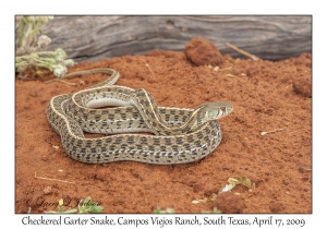 Checkered Garter Snake