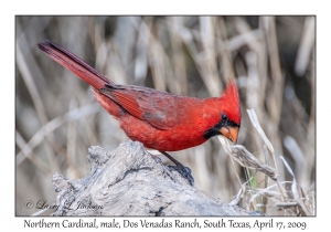 Northern Cardinal, male