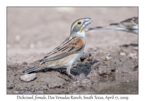 Dickcissel, female