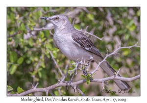 Mockingbird