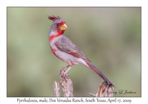 Pyrrhuloxia, male