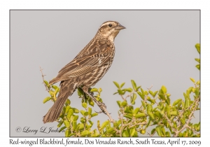 Red-winged Blackbird, female