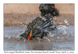 Red-winged Blackbird, male