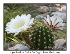 Argentine Giant Cactus