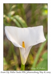 Arum Lily