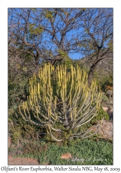 Olifant's River Euphorbia