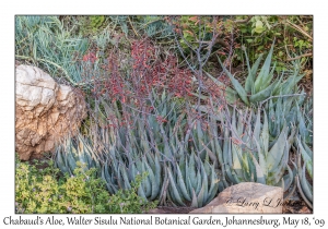 Chabaud's Aloe