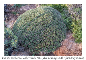 Cushion Euphorbia