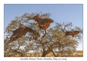 Sociable Weaver nests