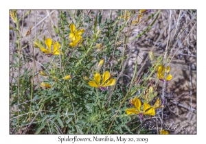 Spiderflower