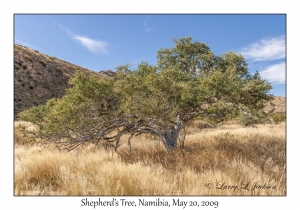 Shepherd's Tree