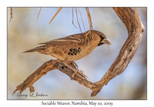 Sociable Weaver