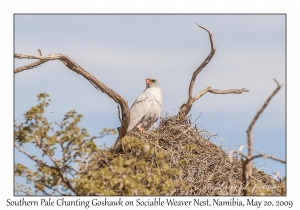 Southern Pale Chanting Goshawk