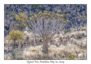 Quiver Tree