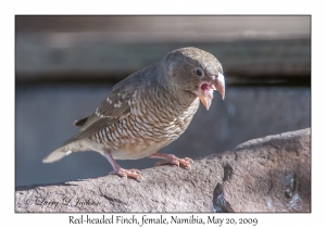 Red-headed Finch, female