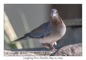 Laughing Dove