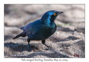 Pale-winged Starling